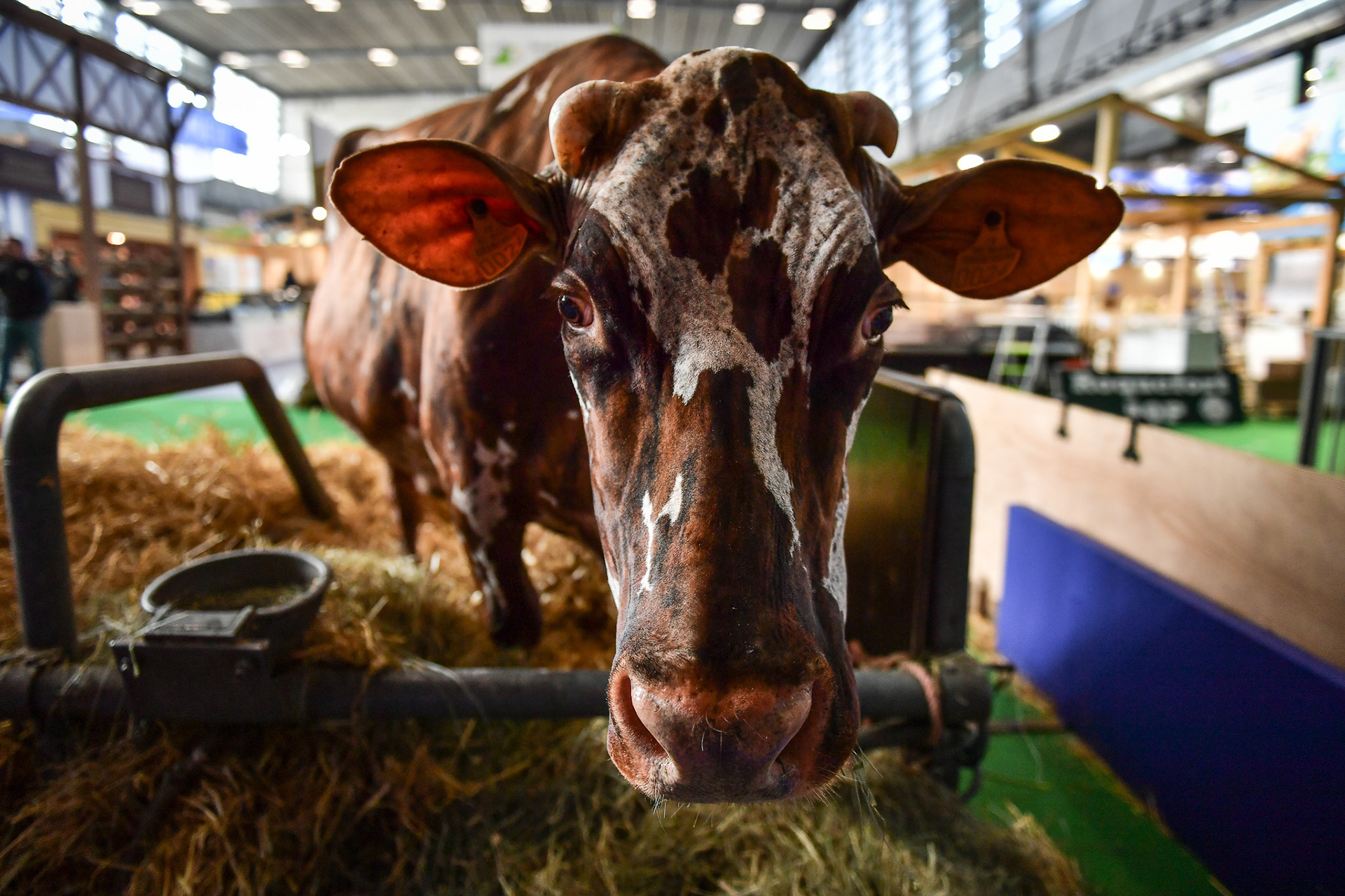 A cow looks on, on the eve of the International Agricultural Fair in Paris on February 23, 2024. Firas Abdullah / Abaca Press