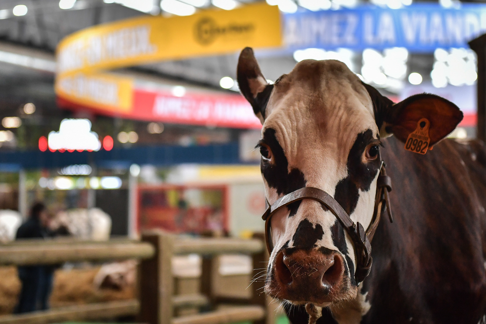 A cow looks on, on the eve of the International Agricultural Fair in Paris on February 23, 2024. Firas Abdullah / Abaca Press