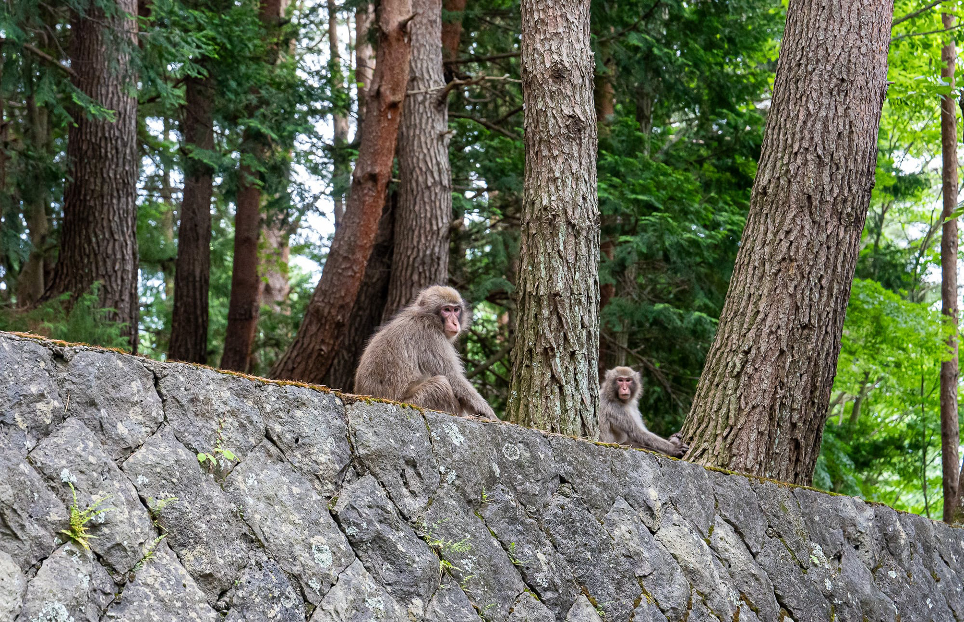 Mountain Temple Monkey 