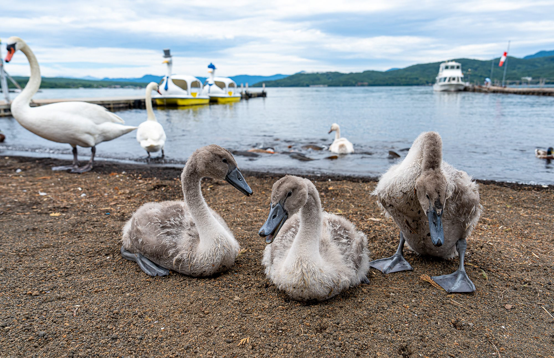 The young goose are gray.