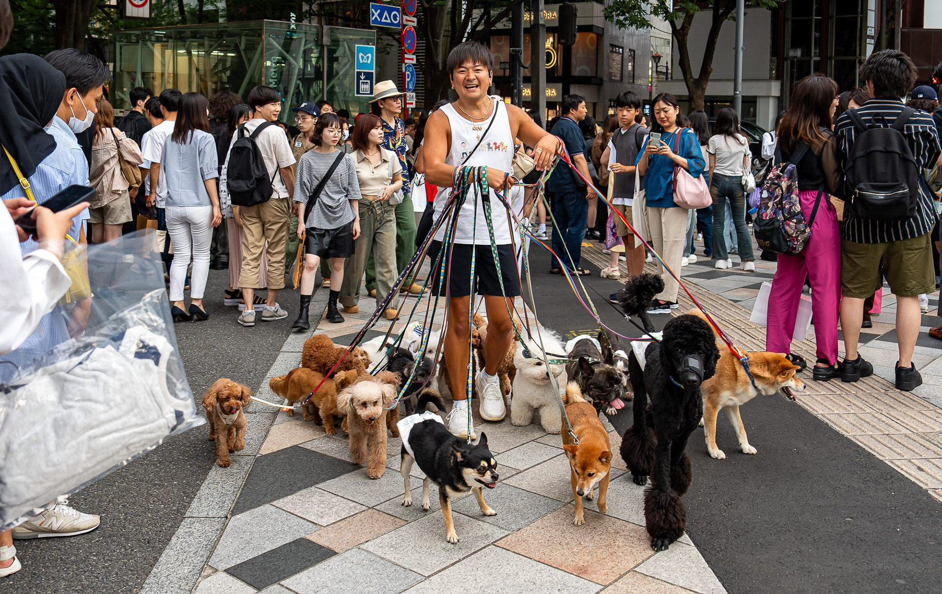 Happy man walking his army of dogs at Shinjuku. 