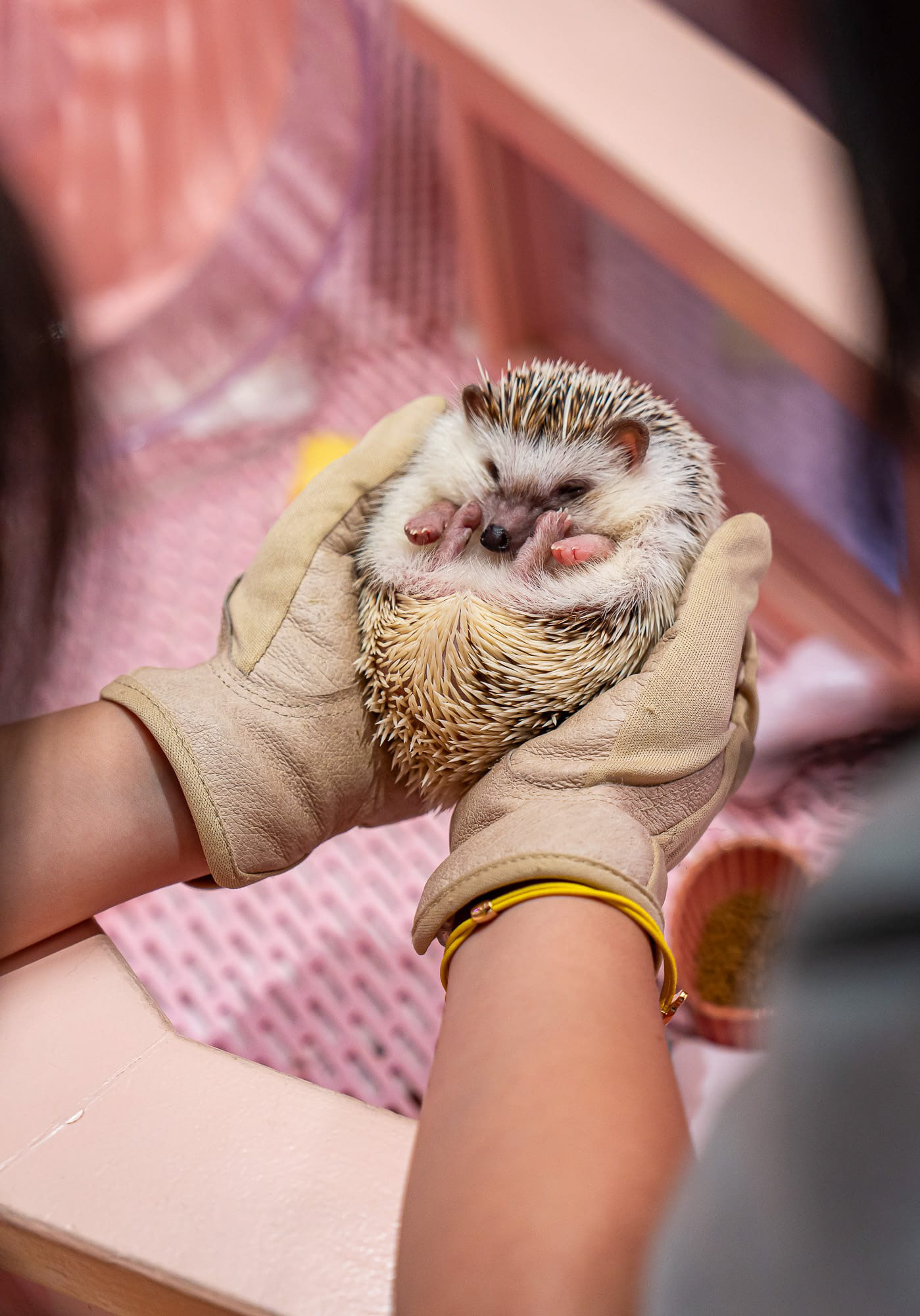 Cute animal petting zoo. They have rabbits, guinea pigs, hamsters, lizards, and this cute guy. 