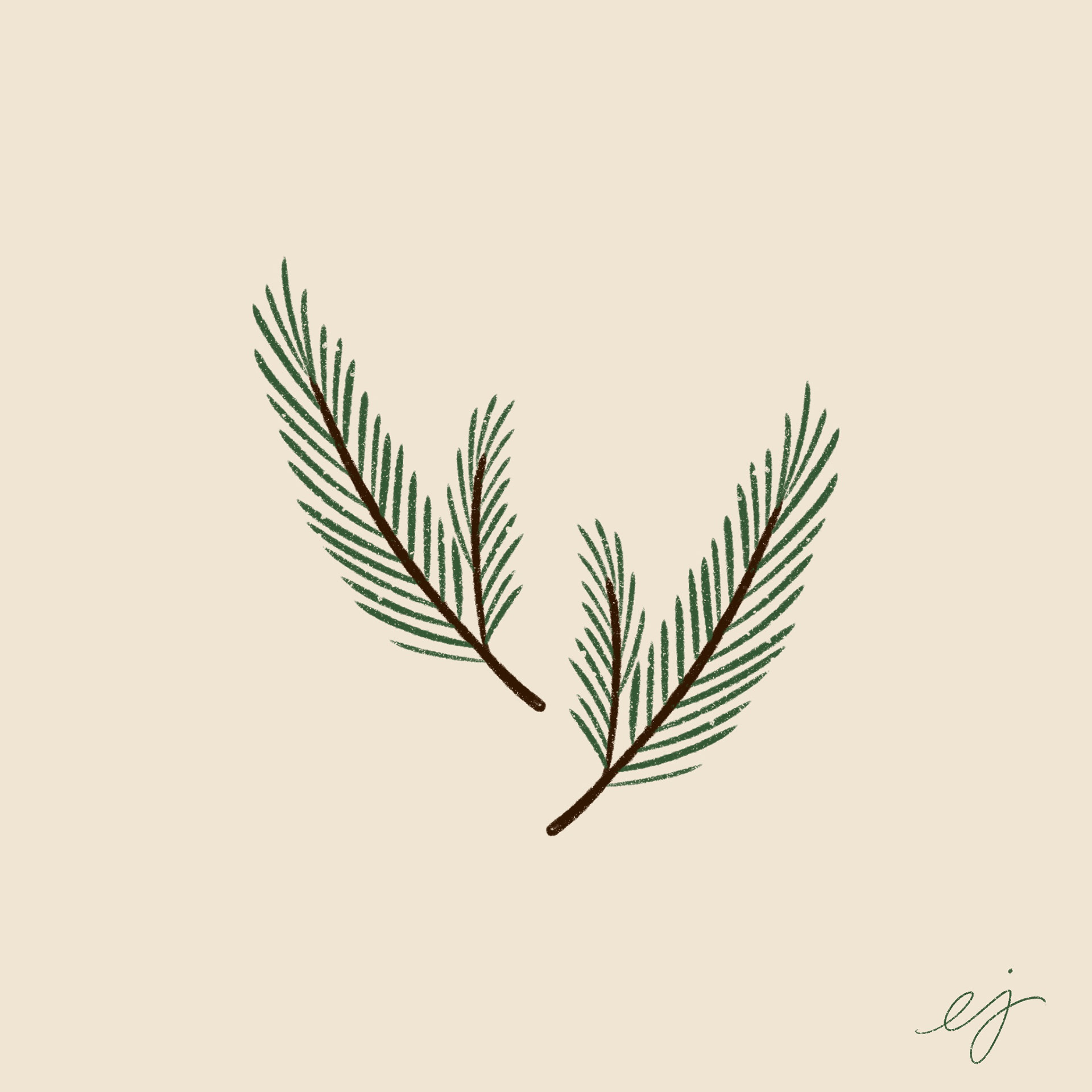 illustration of two spruce branches, set in the middle of the image next to each other. Background is natural white