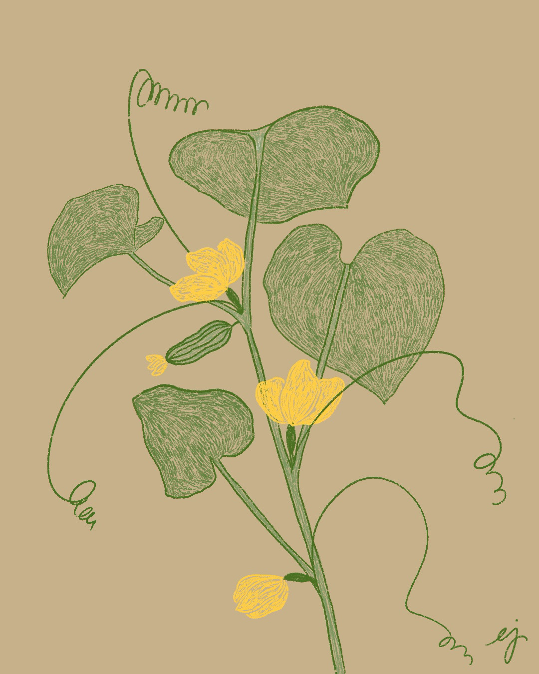 Hand-drawn digital illustration of a zucchini plant. Color palette is green, yellow and beige