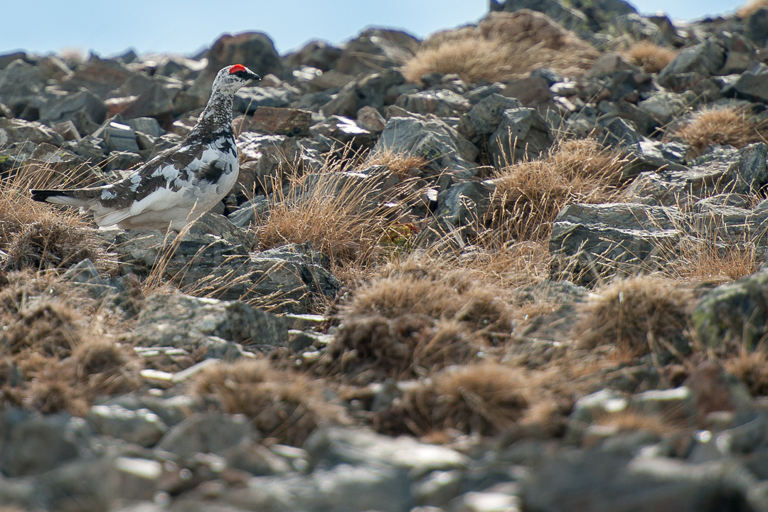Lagopède alpin - lagopus muta