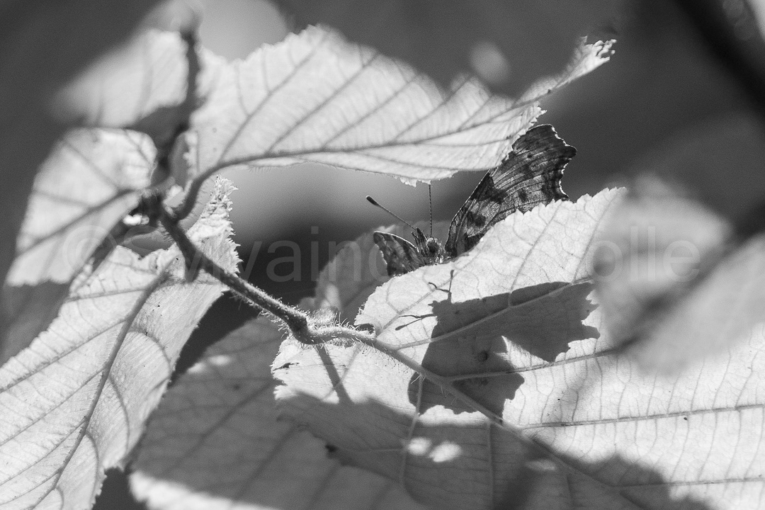 Ombre de lépidoptère
