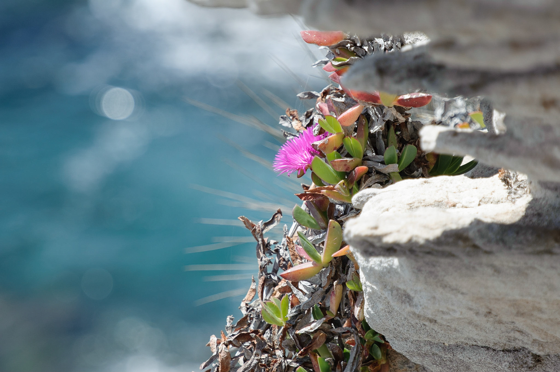 Griffes de sorcière