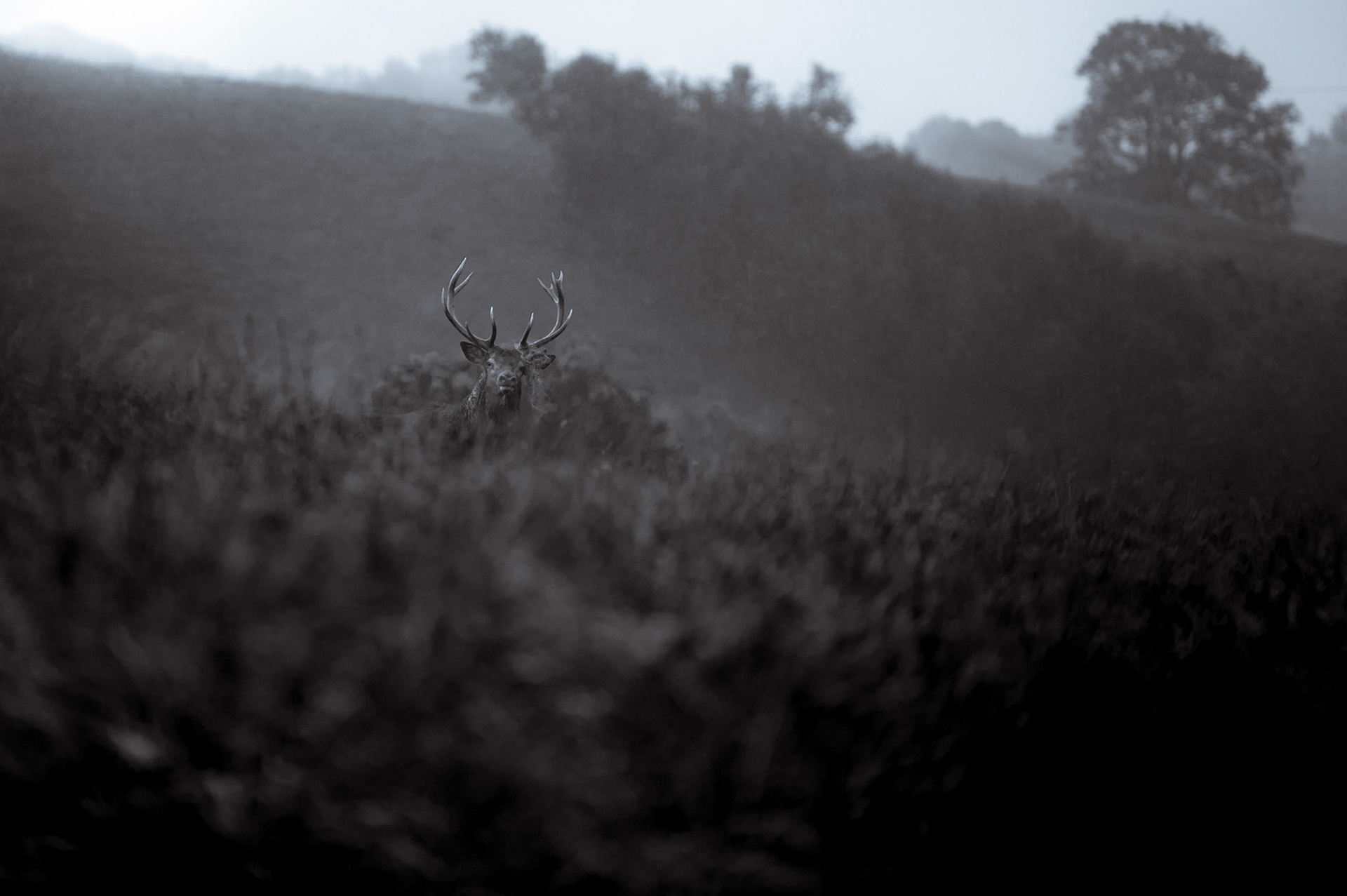 Altier