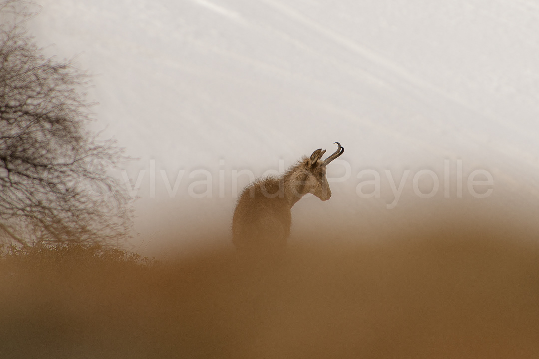 Isard - rupicapra pyrenaica