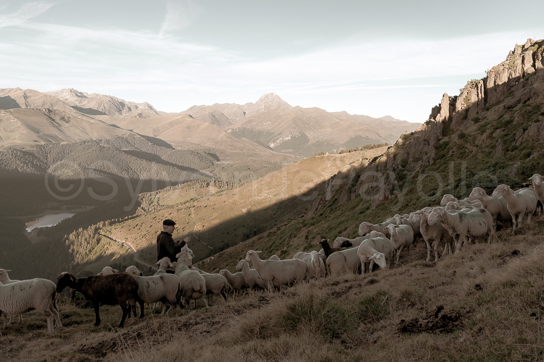 Berger et son troupeau