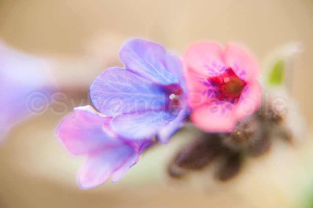 Pulmonaire - pulmonaria officinalis