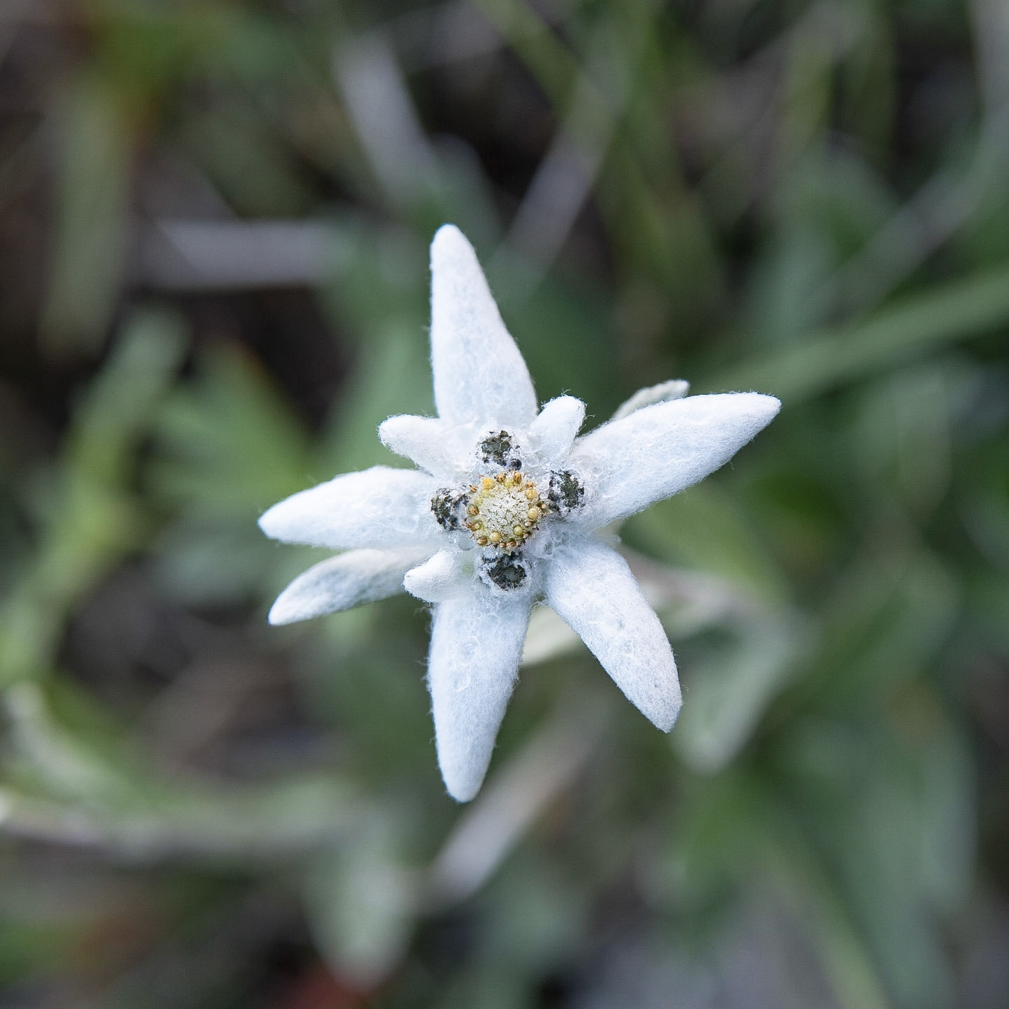 Edelweiss