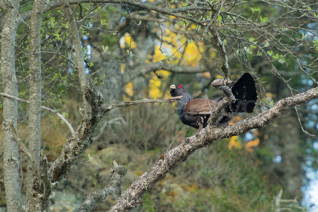 Grand tétras - tetrao urogallus