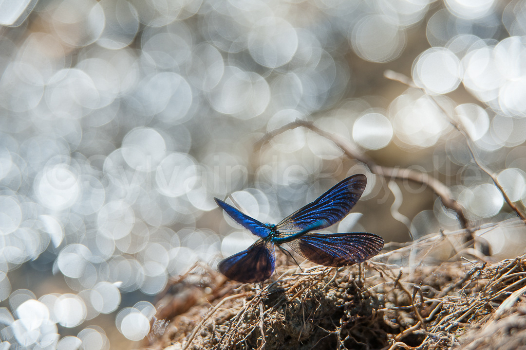 Caloptéryx splendide - calopteryx splendens