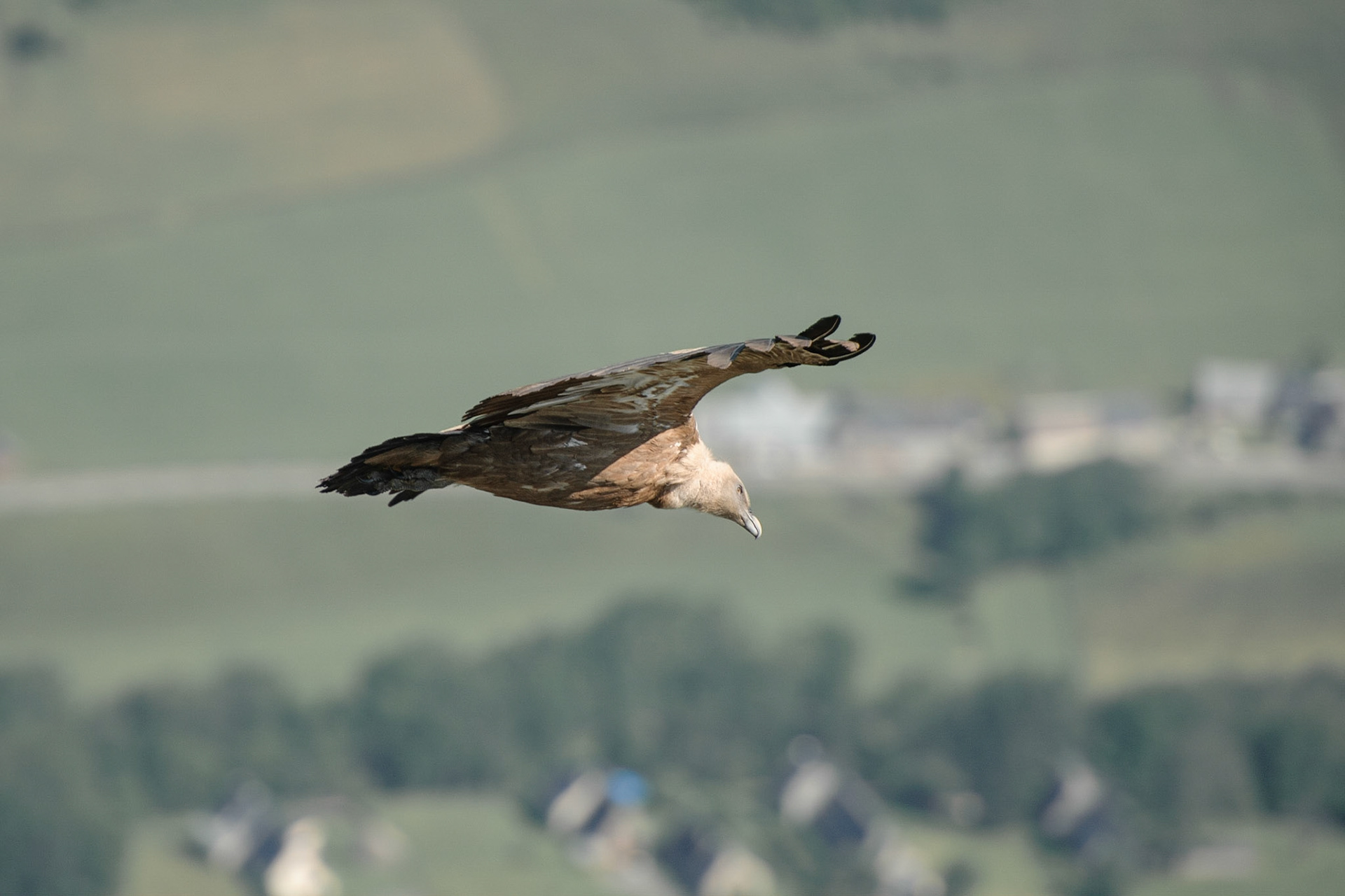Vautour fauve