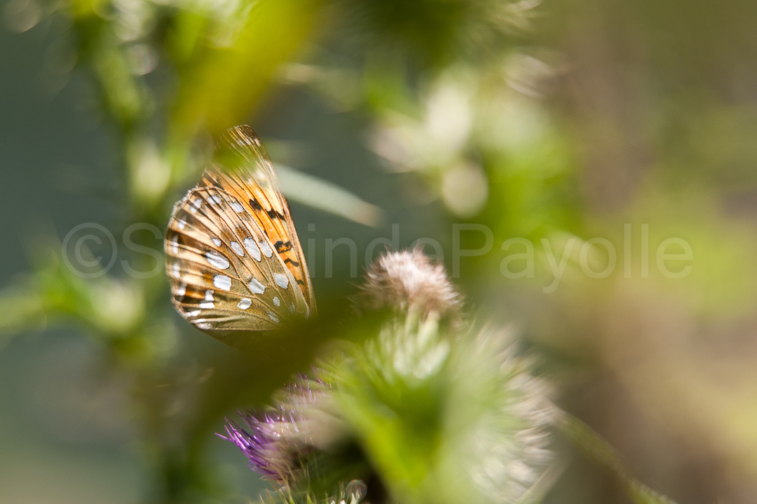 Grand nacré - Speyeria aglaja