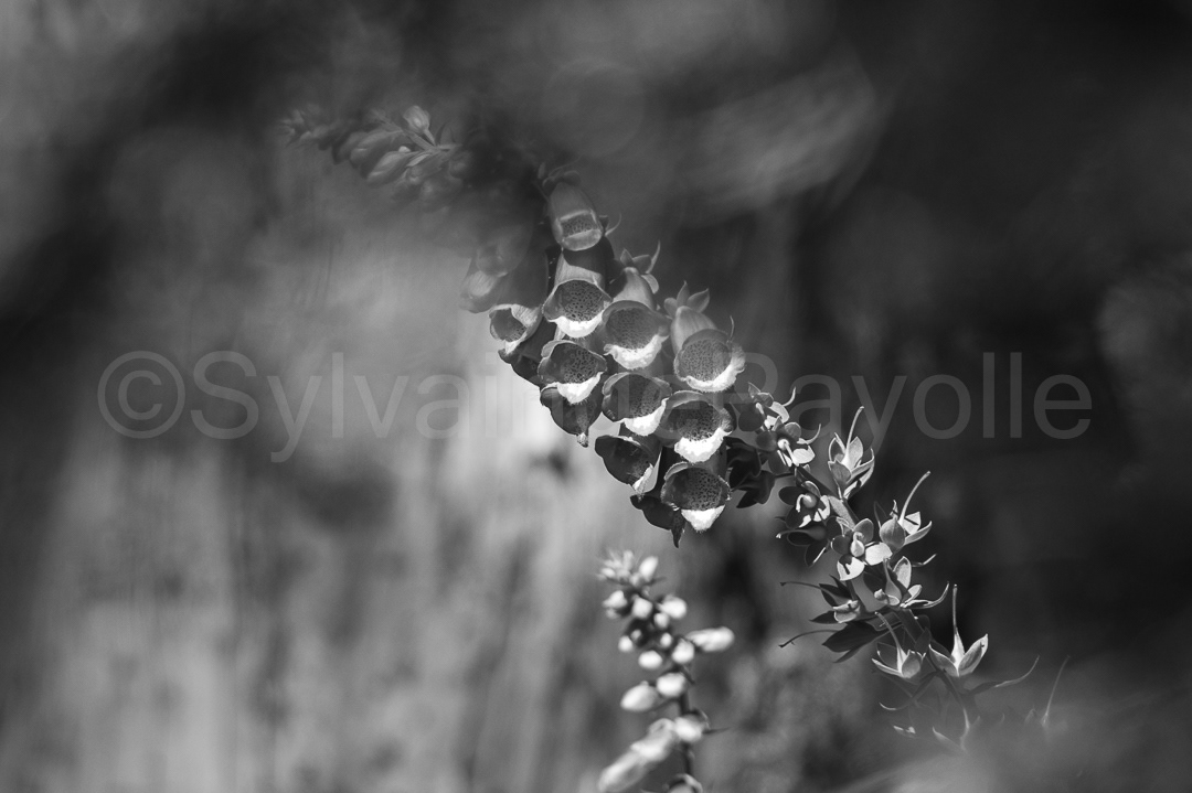 Digitale pourpre - digitalis purpurea