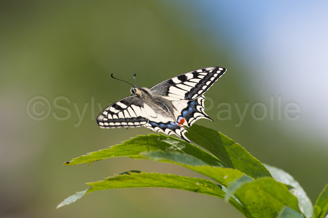 Machaon-papilio machaon