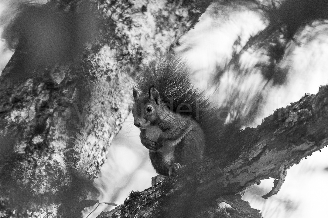 Ecureuil roux - scirius vulgaris