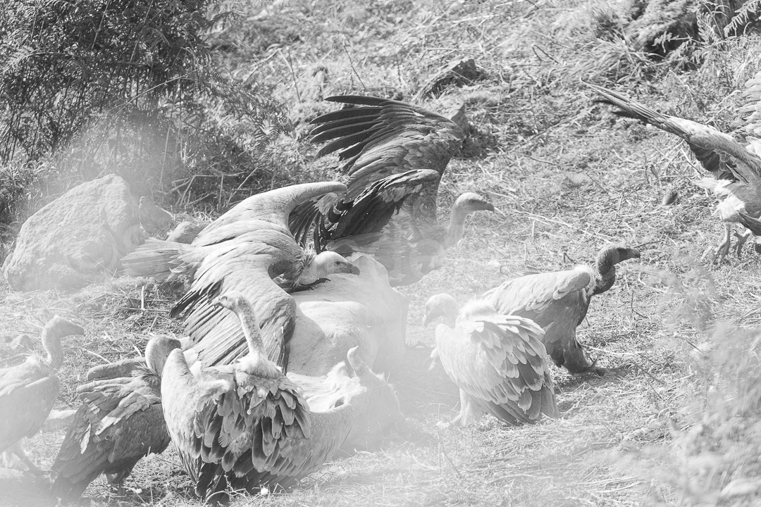 Vautours fauves - gyps fulvus