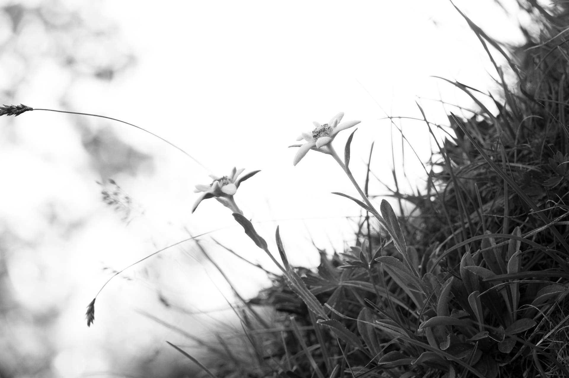 Edelweiss