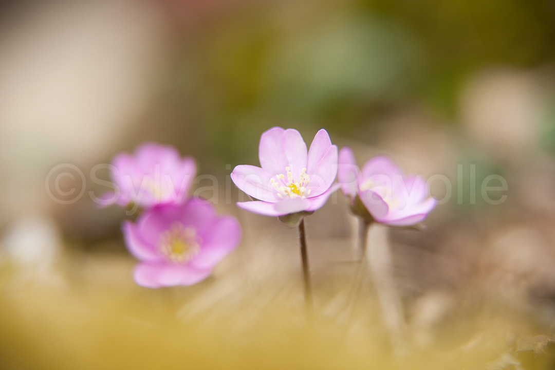 Hépathique - hepatica triloba