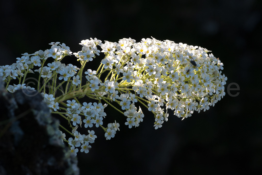 Saxifrage des Pyrénées - saxifraga longifolia