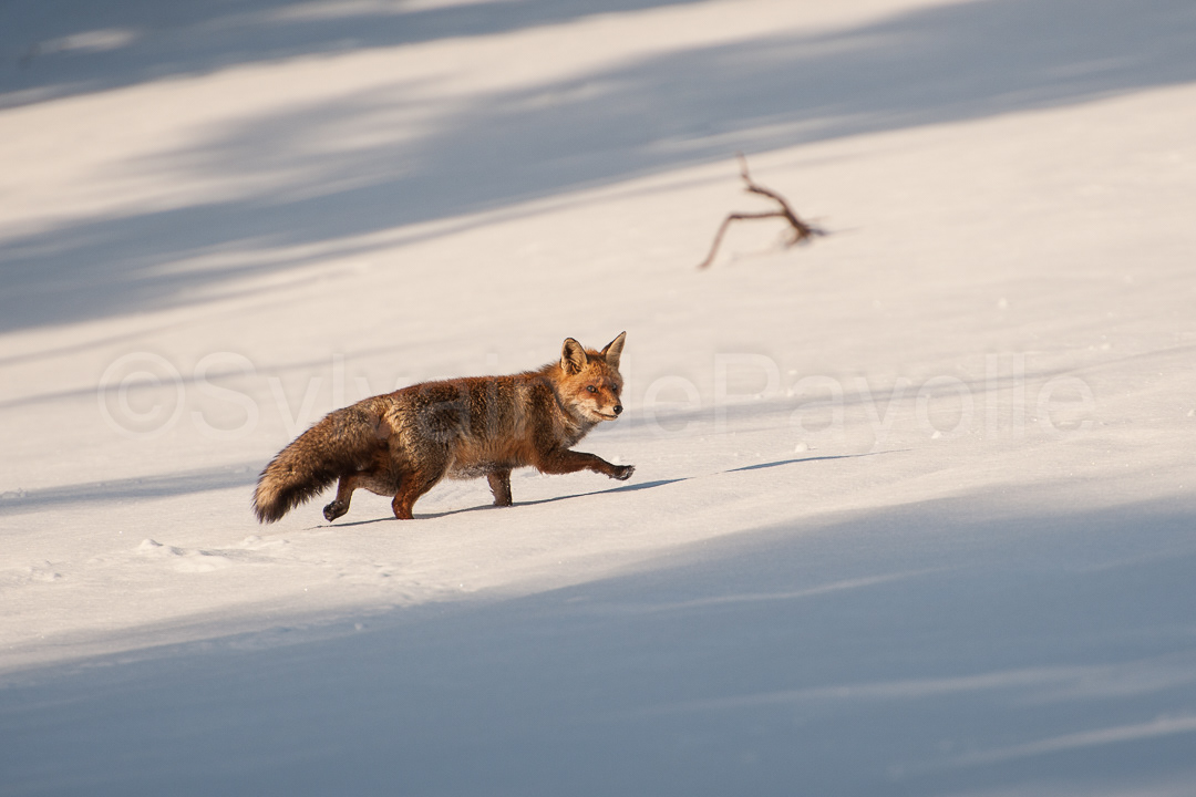 Renard roux - vulpes vulpes