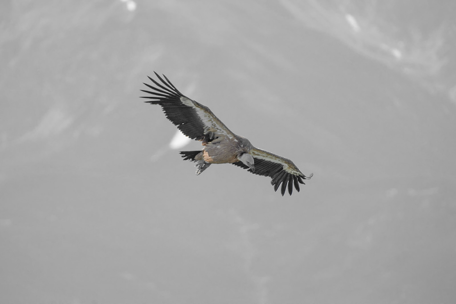 Vautour désaturé