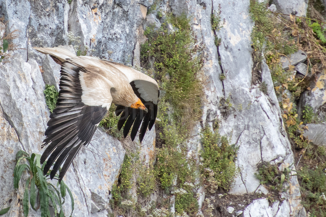 Vautour percnoptère - neophron percnopterus