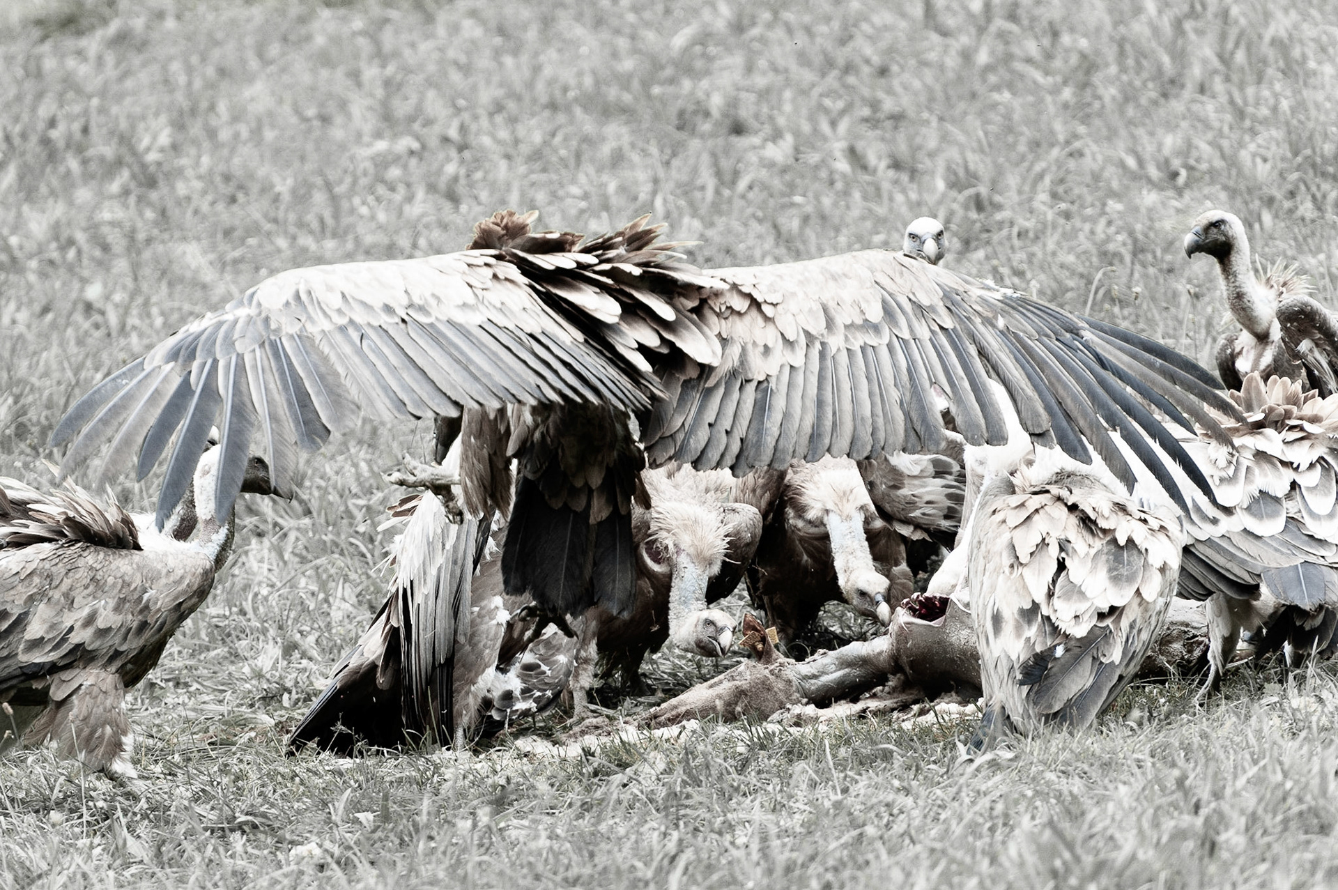 Vautour fauve à la curée