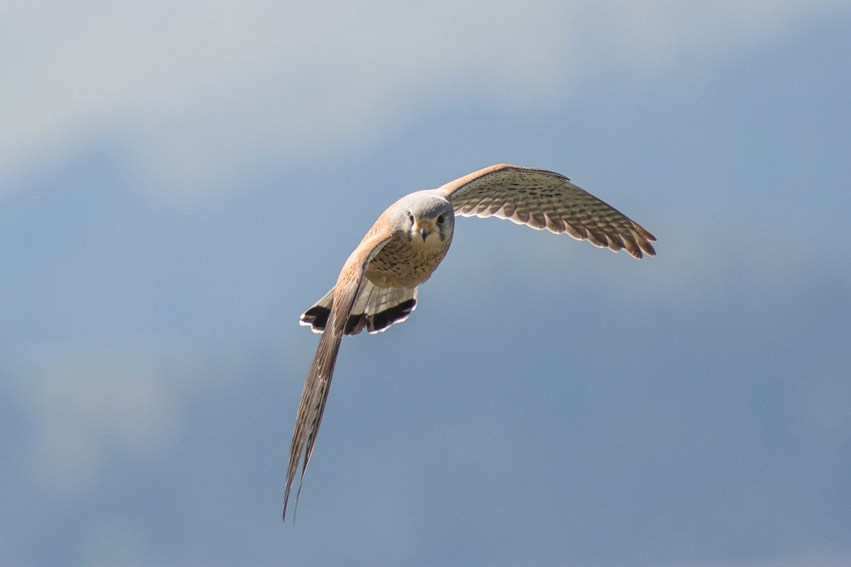 Faucon crécerelle