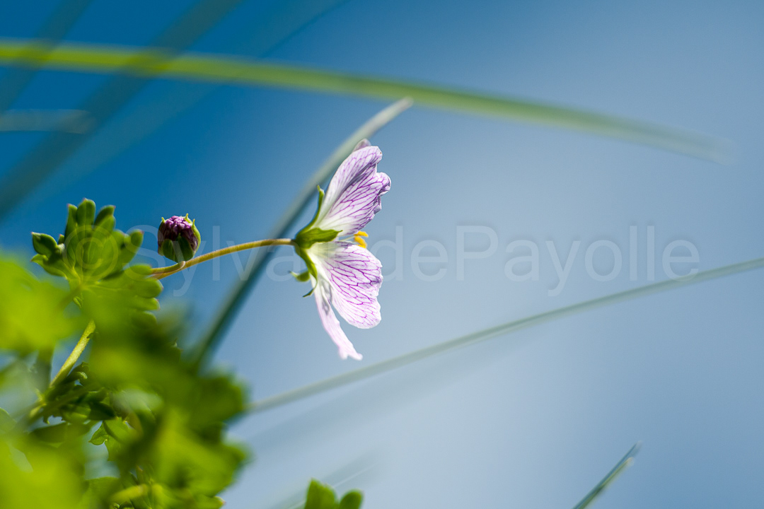 Géranium cendré - Geranium cinereum