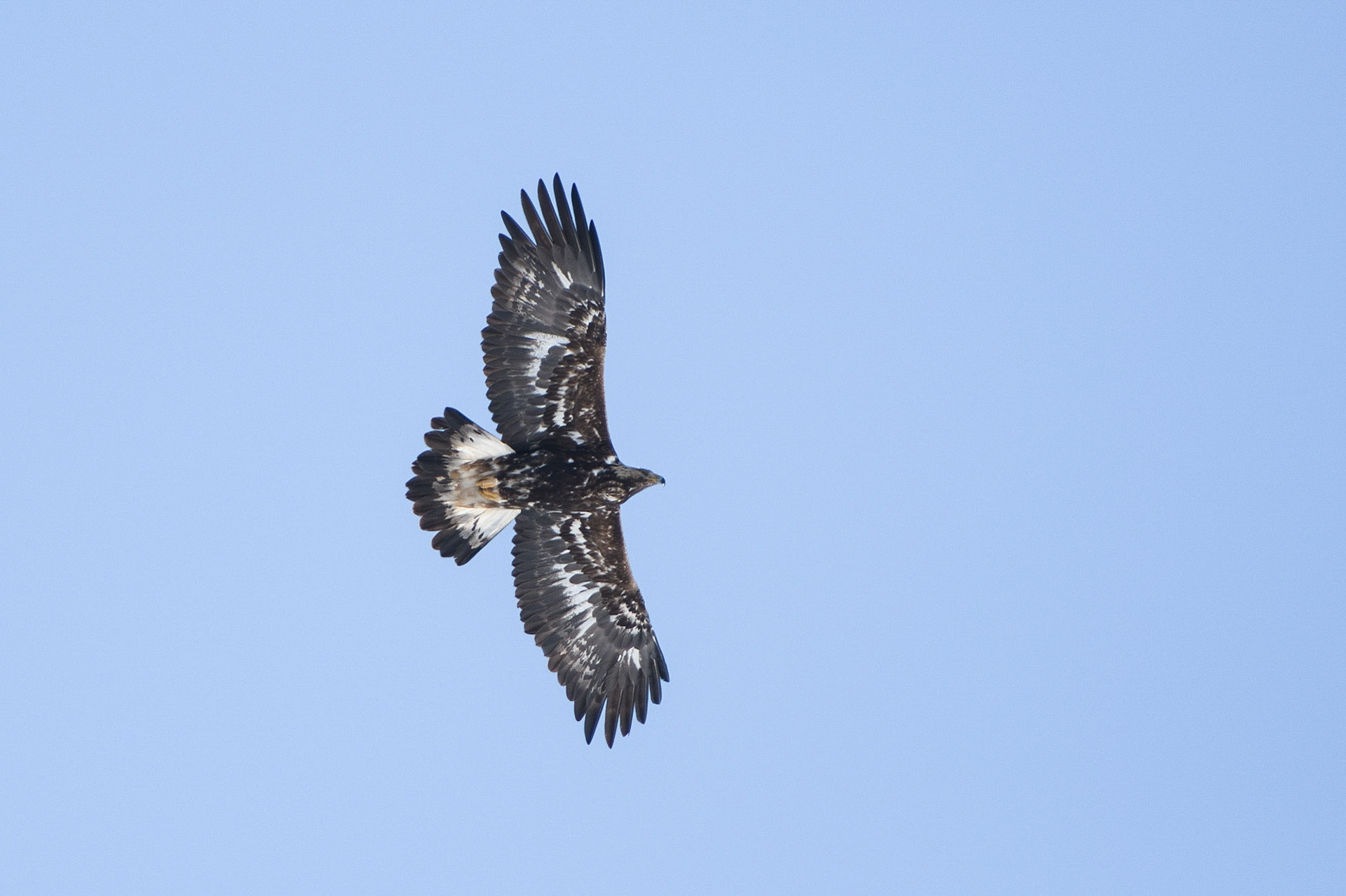 Aigle royal