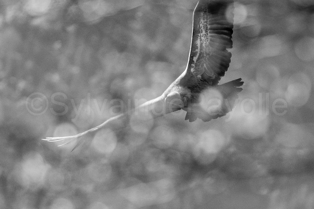 Vautour fauve - gyps fulvus