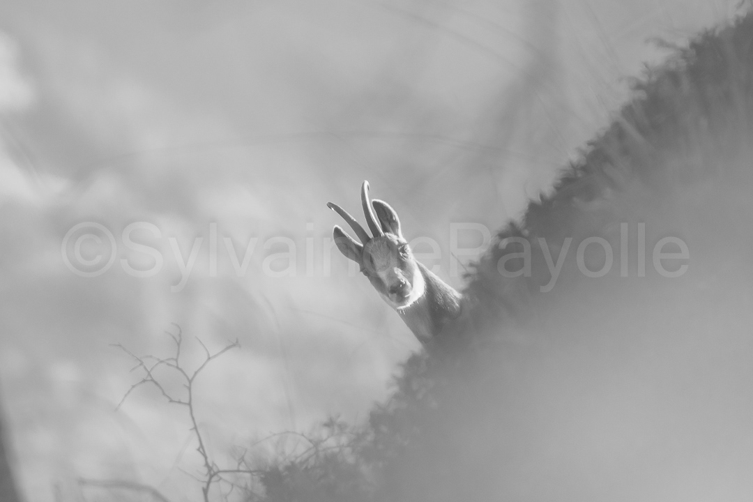 Isard - rupicapra pyrenaica