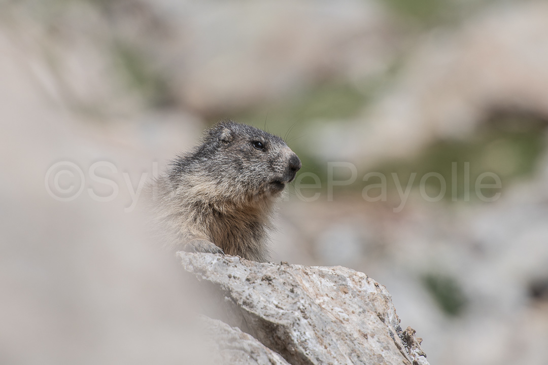 Marmotte des Alpes - marmotta marmotta