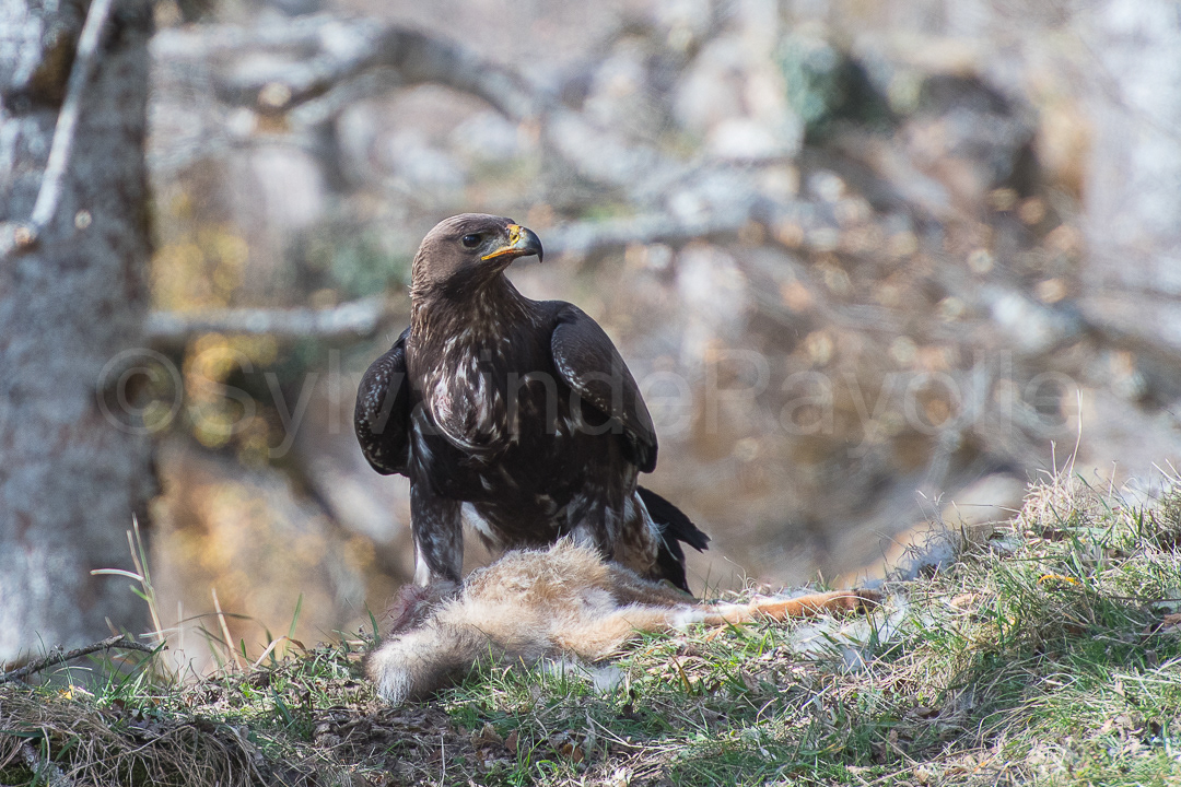 Aigle royal - aquila chrysaetos 