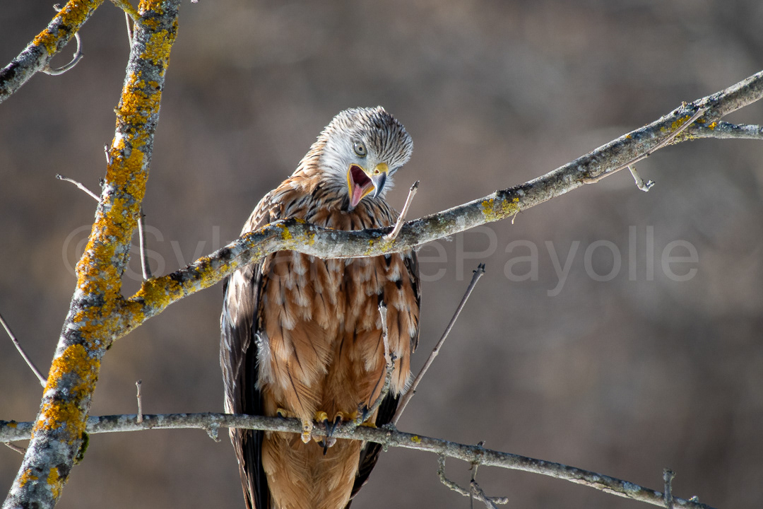 Milan royal - milvus milvus