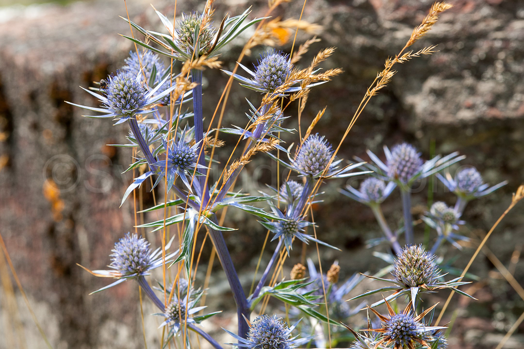 Panicaut de Bourgat - Eryngium bourgatii