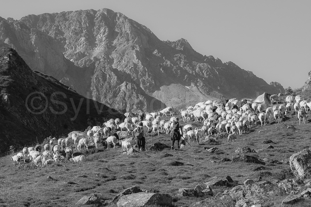 Transhumance