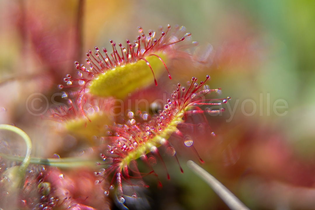 Droséra - drosera rotundifolia