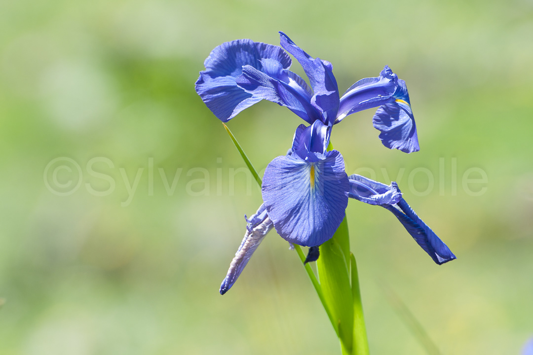 Iris des Pyrénées - iris latifolia