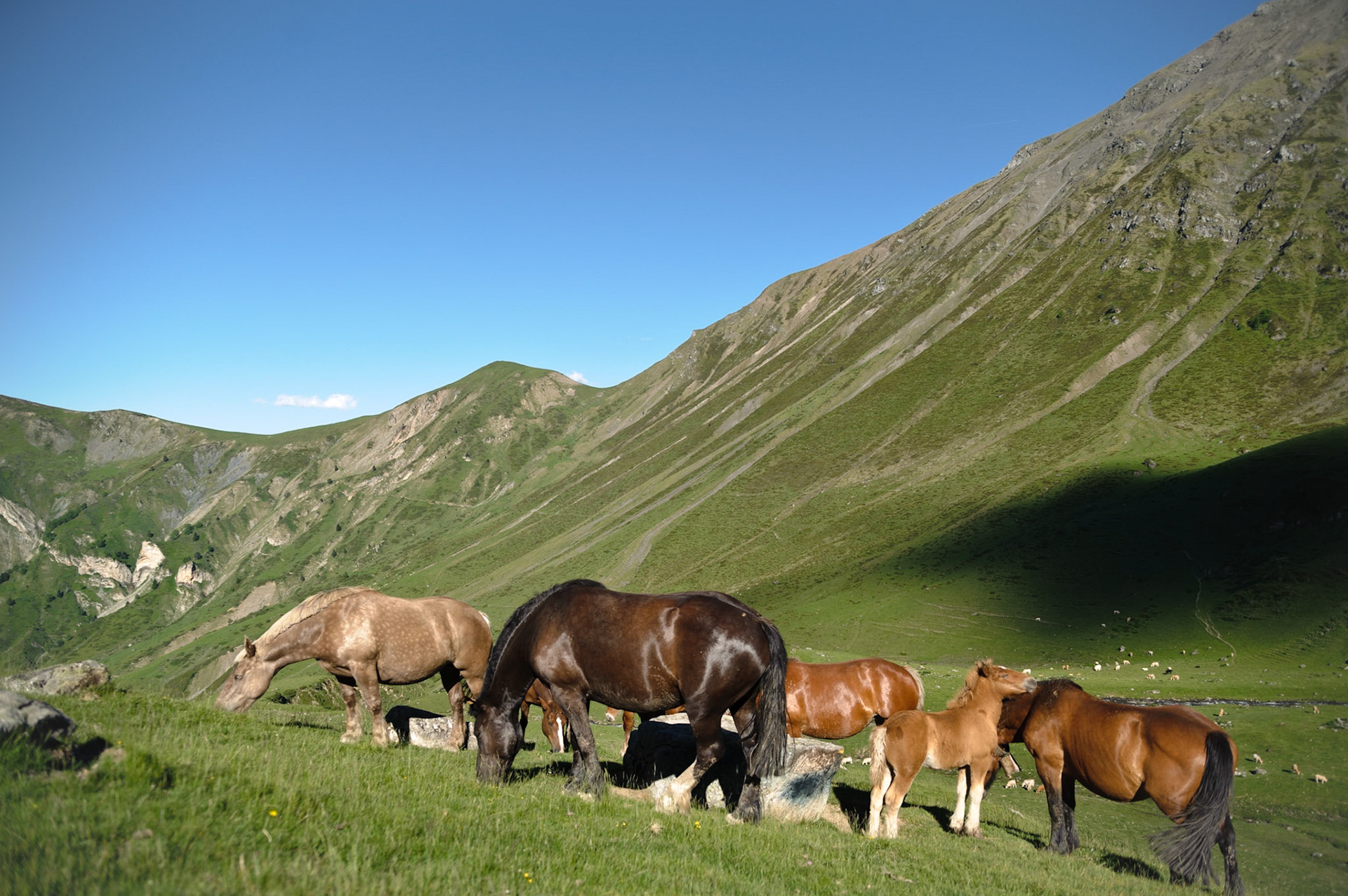 Chevaux