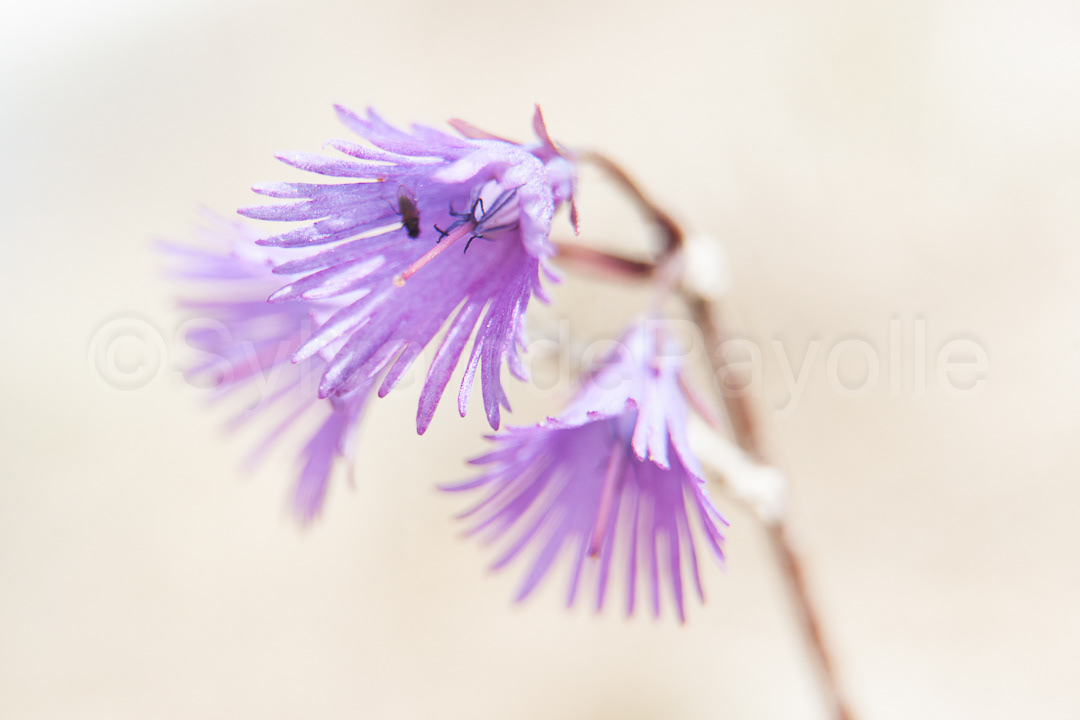 Soldanelle - soldanella alpina