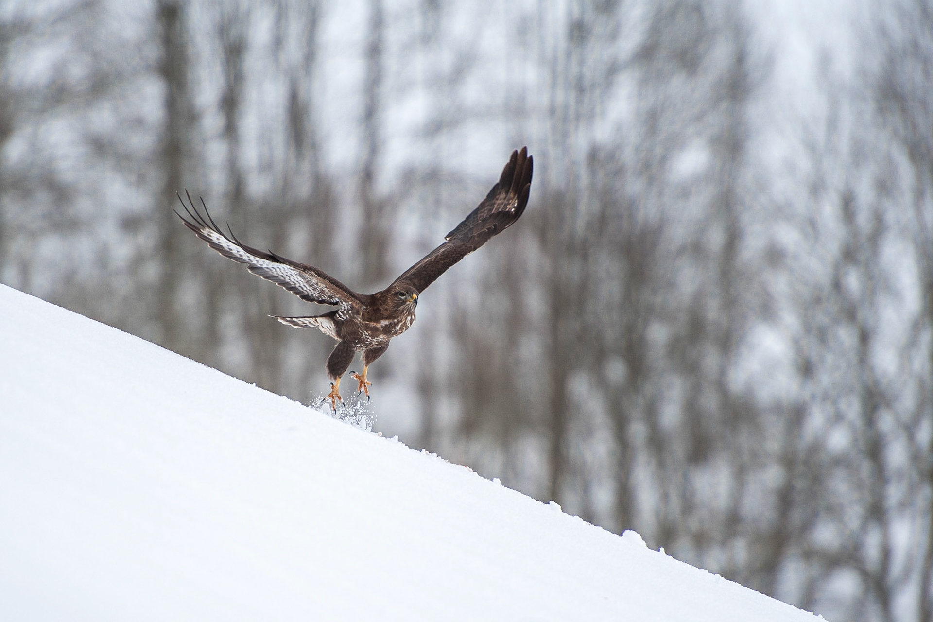 Buse variable