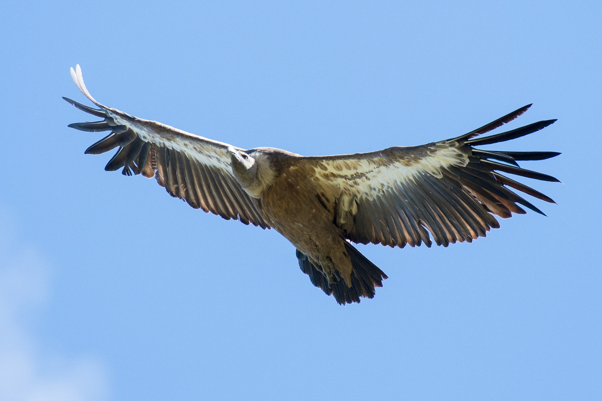 Vautour fauve
