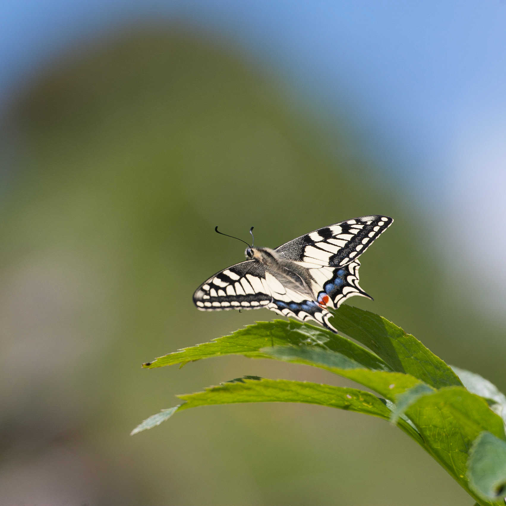 Papilio machaon