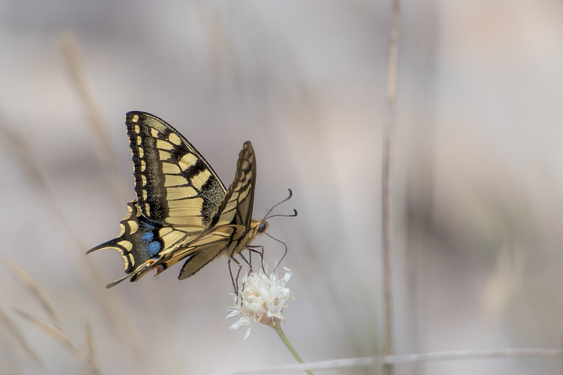 Papilio machaon