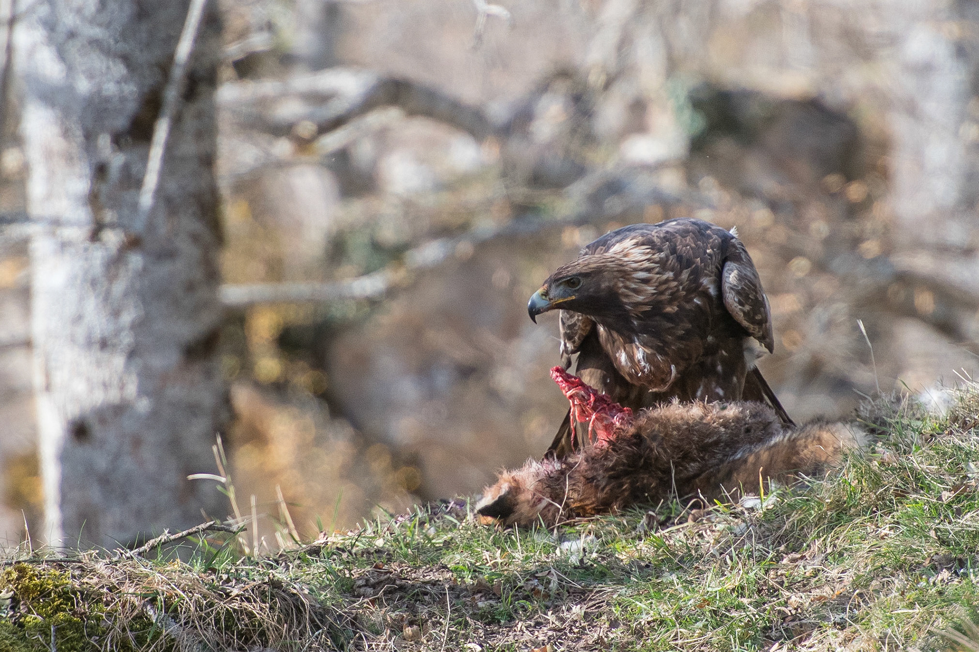 J'ai mangé avec les aigles